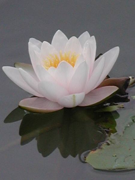 cicek Nilufer AA 04