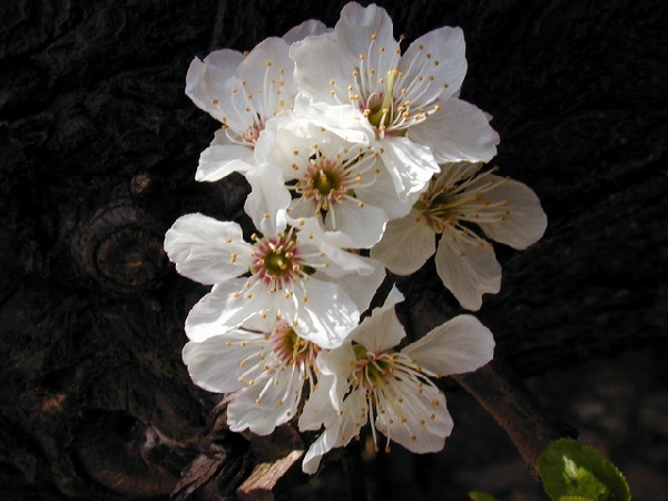 plum