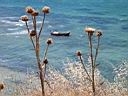 0032.jpg: Geyikli-Ezine