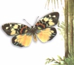 img2b.jpg